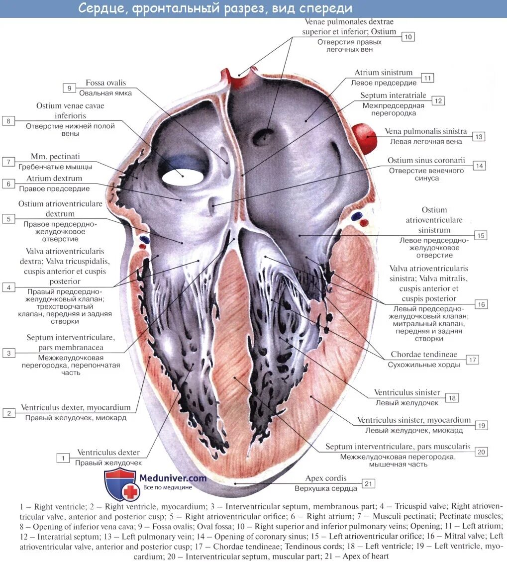 Cordis латынь. Правое и левое предсердно-желудочковое отверстие. Строение желудочков сердца анатомия. Сердце анатомия строение предсердия желудочки. Правый желудочек сердца анатомия строение.