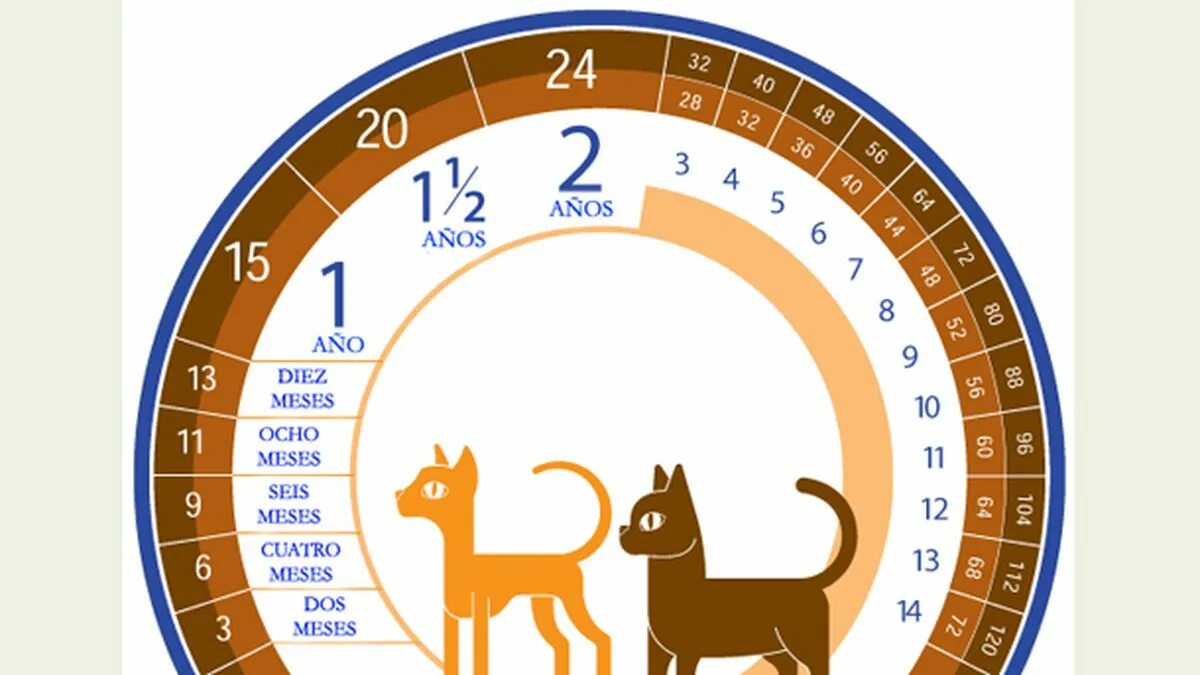 Кошачьи года на человеческие. Кошачий Возраст. Возраст кошки по человеческим меркам таблица. Кочьи года. 5 лет коту сколько человеческих