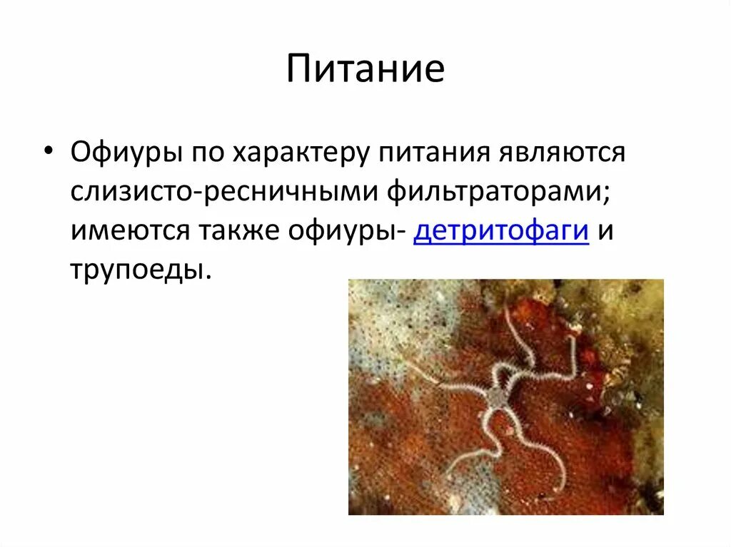 Детритофага характеристика. Офиуры. офиуры общая характеристика. класс офиуры общая характеристика. офиуры строение.