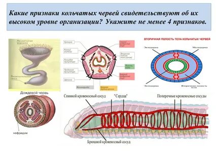 Тип кольчатые черви внешнее строение