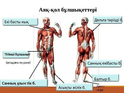 Жыныстық қатынас