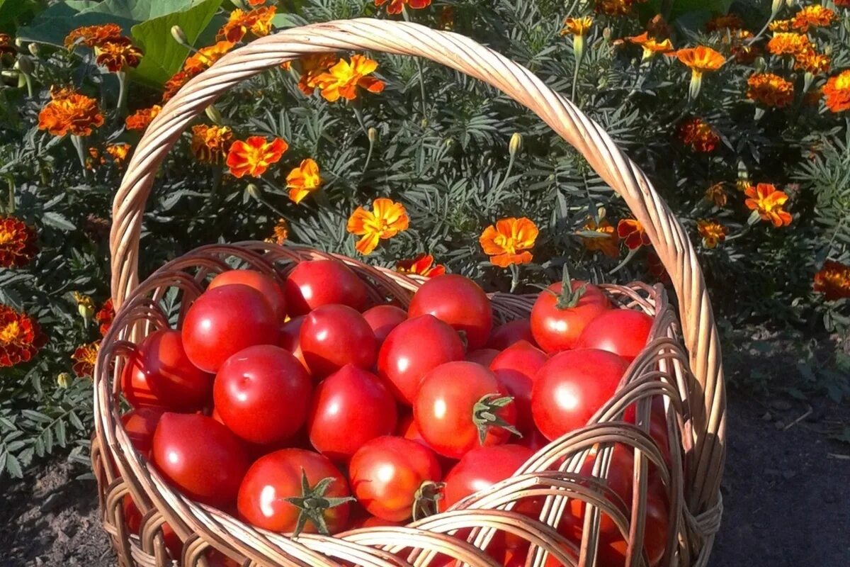 Помидоры в корзинке. Сбор урожая помидор. Богатый урожай. Урожай томатов. Урожай помидоров правильно