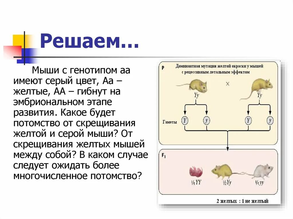 Доминантные признаки мыши. Доминантные летальные мутации. При скрещивании мышей. При скрещивании желтых мышей между собой 1195. Задачи на окраска мышей.