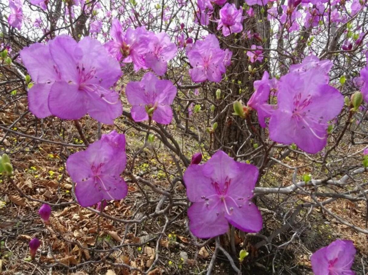 Рододендрон Даурский куст. Багульник на сопках цветет. Сопки багульник Забайкалье. Багульник на сопках. Песня где то багульник