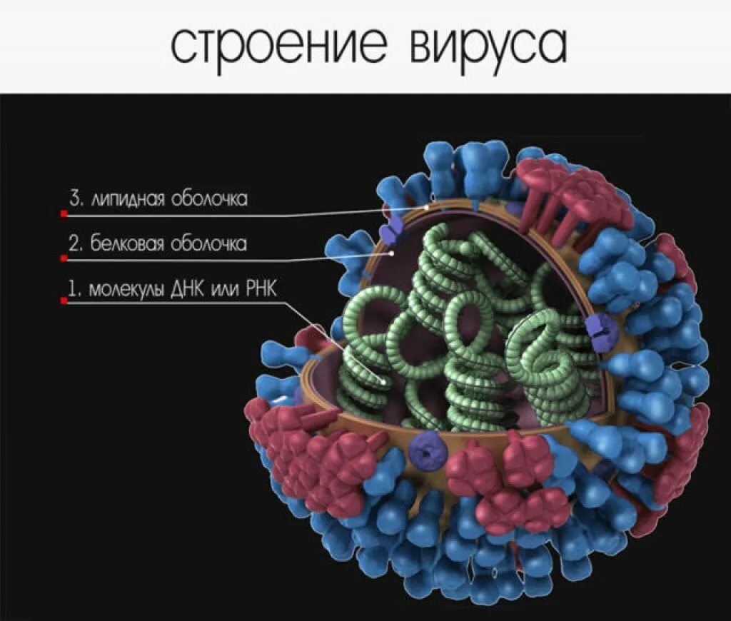 Сложный организм состоящий из. Коронавирус строение вируса. Клеточное строение вирусов. Вирус структура строение. Структура ДНК вирусов.