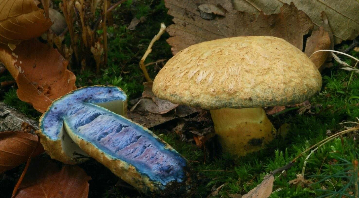 Срез грибов. Боровик синеющий. Гиропорус синеющий (Gyroporus cyanescens). Гиропорус синеющий, синяк. Дубовик синяк гриб.