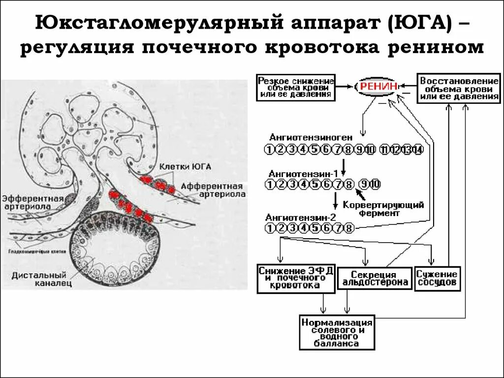 Нервная и гуморальная регуляция почек. Юкстагломерулярный аппарат гормоны. Юкстагломерулярный аппарат почек механизм. Строение юкстагломерулярного аппарата почек. Юкстагломерулярный аппарат почек ренин.