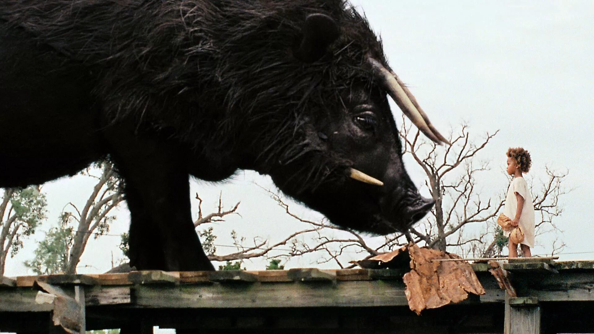 Хоррор про зоопарк. Beasts of the Southern Wild (2012).