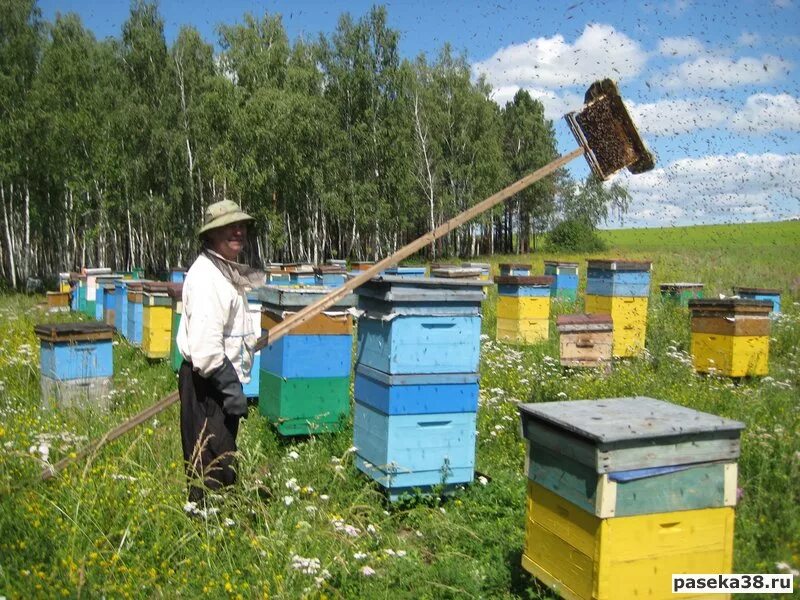 Можно ли ставить ульи. Пчеловодное хозяйство "Пасечник Шишкин". Улей на пасеке. Привой для пчел на пасеке. Пасеку "пчелиный Хуторок".