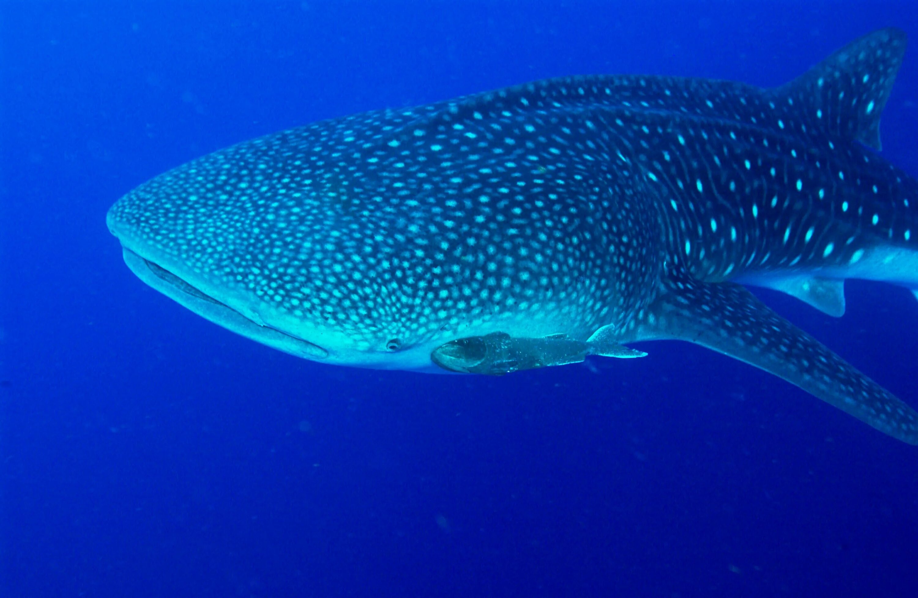 Китовая акула. Китовая акула Rhincodon typus. Москвариум китовая акула. Китовая акула скелет.