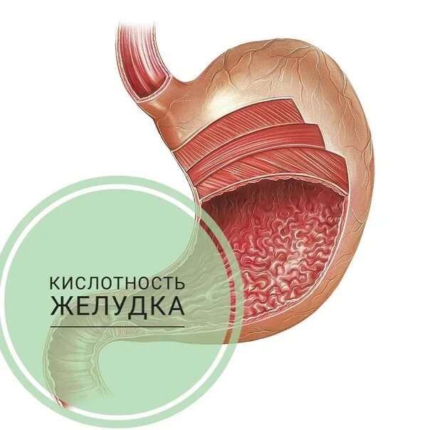 Рн кислотности желудка. PH желудка. Кислотность желудка. PH желудочного сока в норме. Кислотность желудка PH.