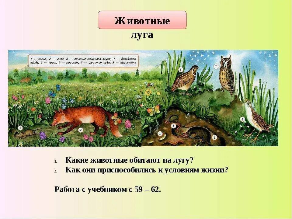 Природное сообщество луг. Растения и животные обитающие на лугу. Природное сообщество луг обитатели. Обитатели природных сообществ Луга.