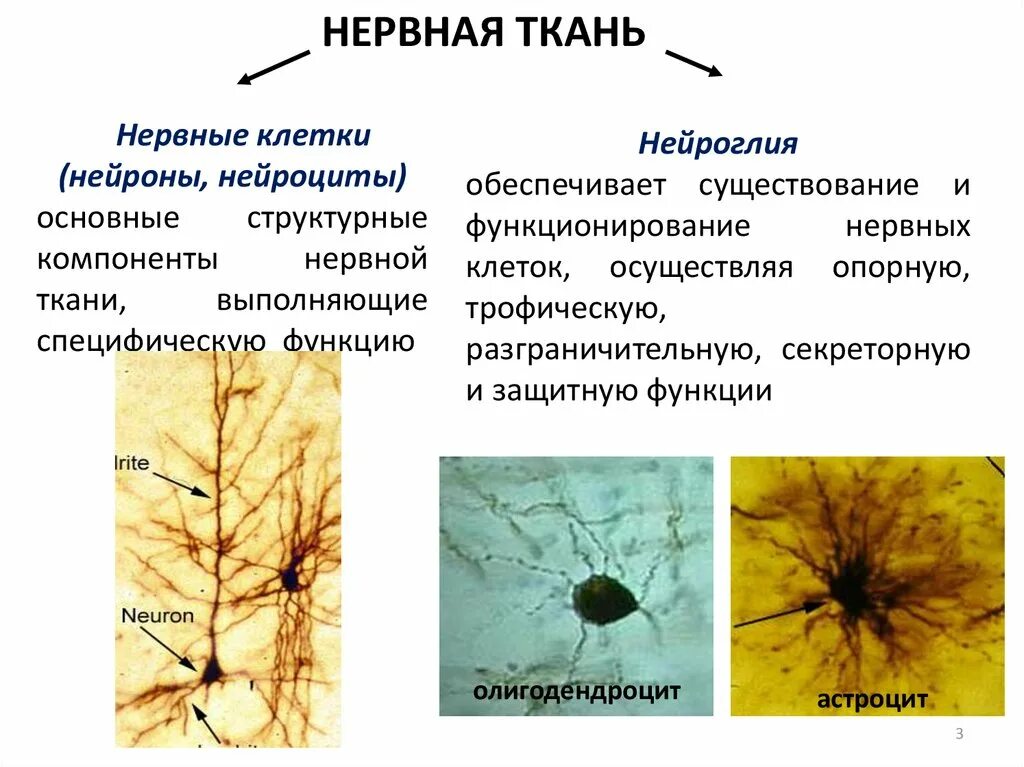 Нервная ткань состоит из собственно нервных. Нервная ткань. Основные клетки нервной ткани. Нервная ткань нейроглия. Нервная ткань 5 класс биология.