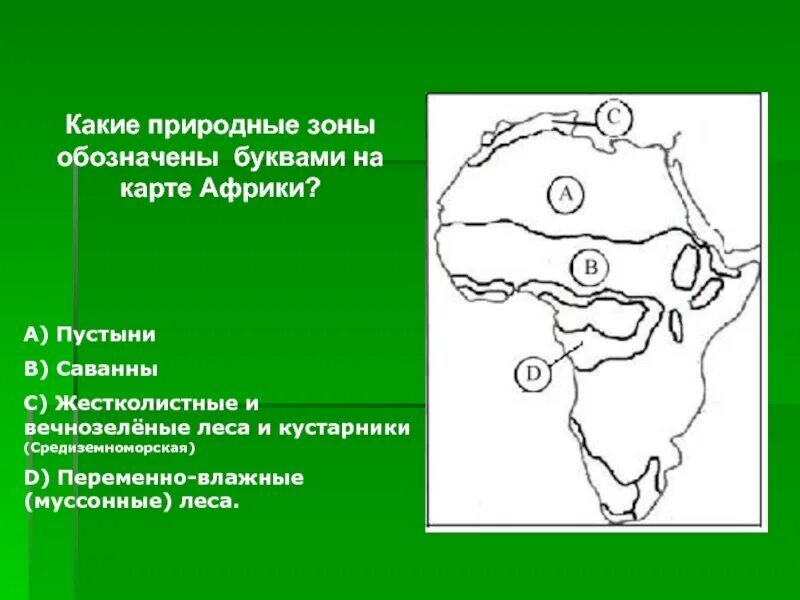 Природные зоны Африки 7 класс жестколистные леса и кустарники Африки. Природные зоны жестколистные леса и кустарники. Зона жестколистных и вечнозелёных лесов в Африке на карте. Жестколистные вечнозеленые леса на карте. Климатический пояс жестколистных лесов