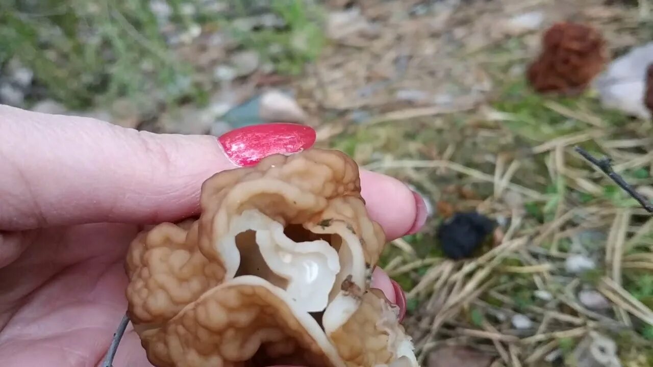 Первые грибы после зимы. Первые грибы. Самые первые грибы. Страшные весенние грибы.