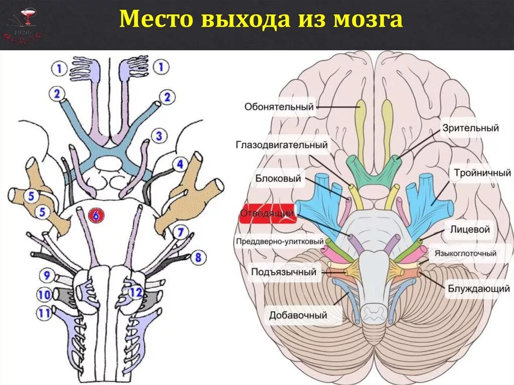 Состав периферического отдела обонятельного мозга. Обонятельная луковица головного мозга анатомия. Структуры центрального отдела обонятельного мозга. Обонятельный мозг анатомия препарат. Центральный отдел обонятельного