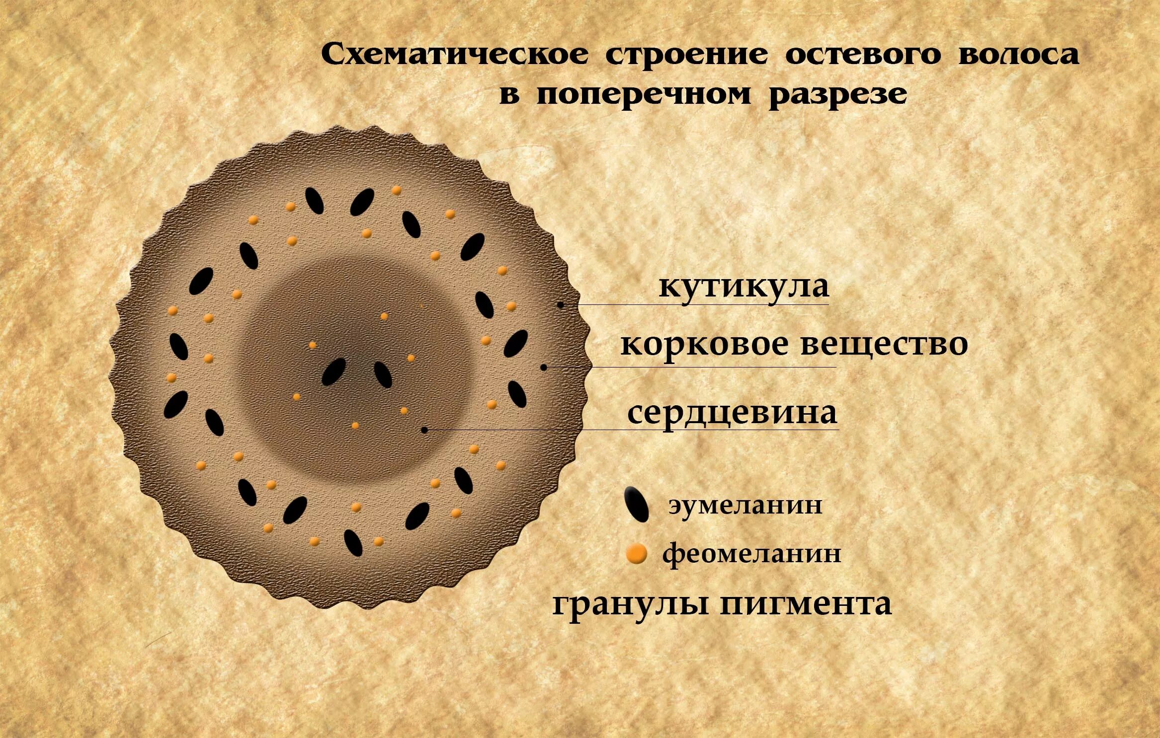 Меланин пигмент волос. Строение волоса пигмент. Строение волоса меланин. Строение волоса пигмент меланин. Строение волоса феомеланин.