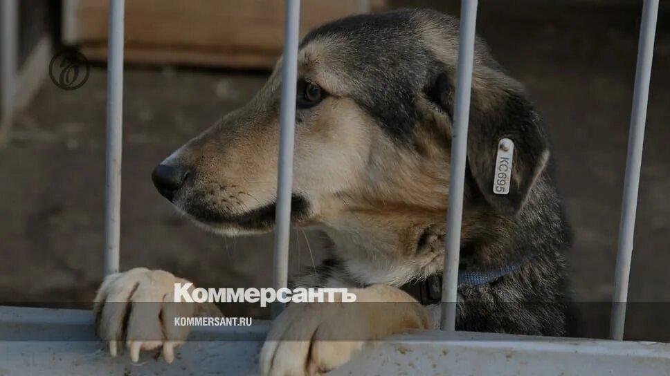 Фото собак из приюта 5 звезд. Приют 5 букв. Приют северная звезда. Приют северная звезда. Приют 5 букв.