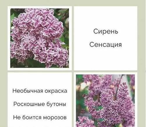 Система сирень. Корни сирени. Корневая система сирени. Сирень сенсация.