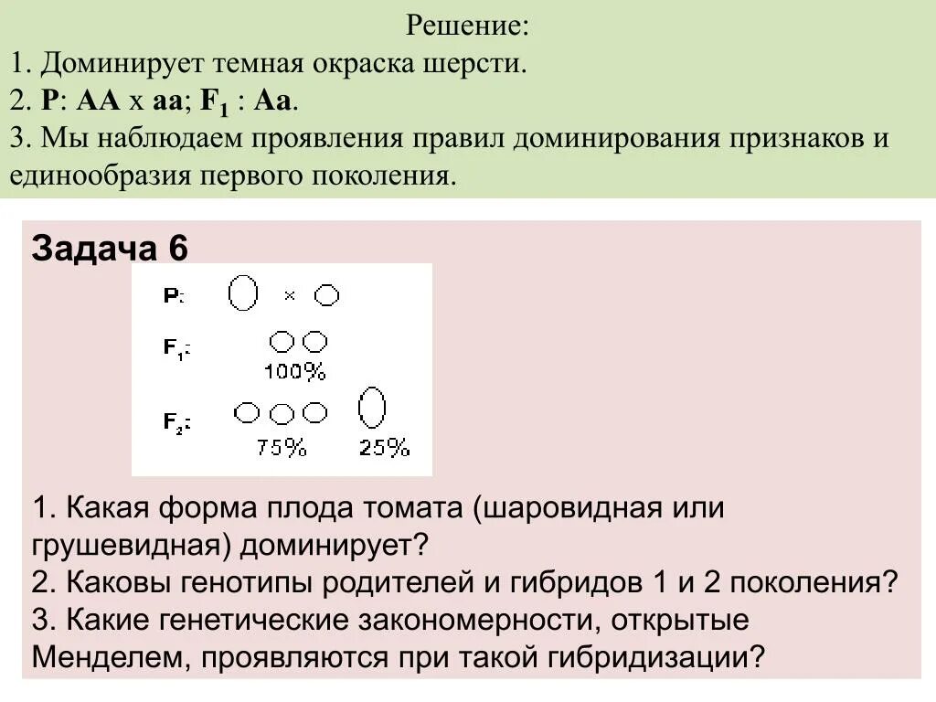 Каковы генотипы первого и второго поколения. Форма плода томата. Определить генотип родителей. Генотипы родителей и потомства. У собак жесткая шерсть доминантна