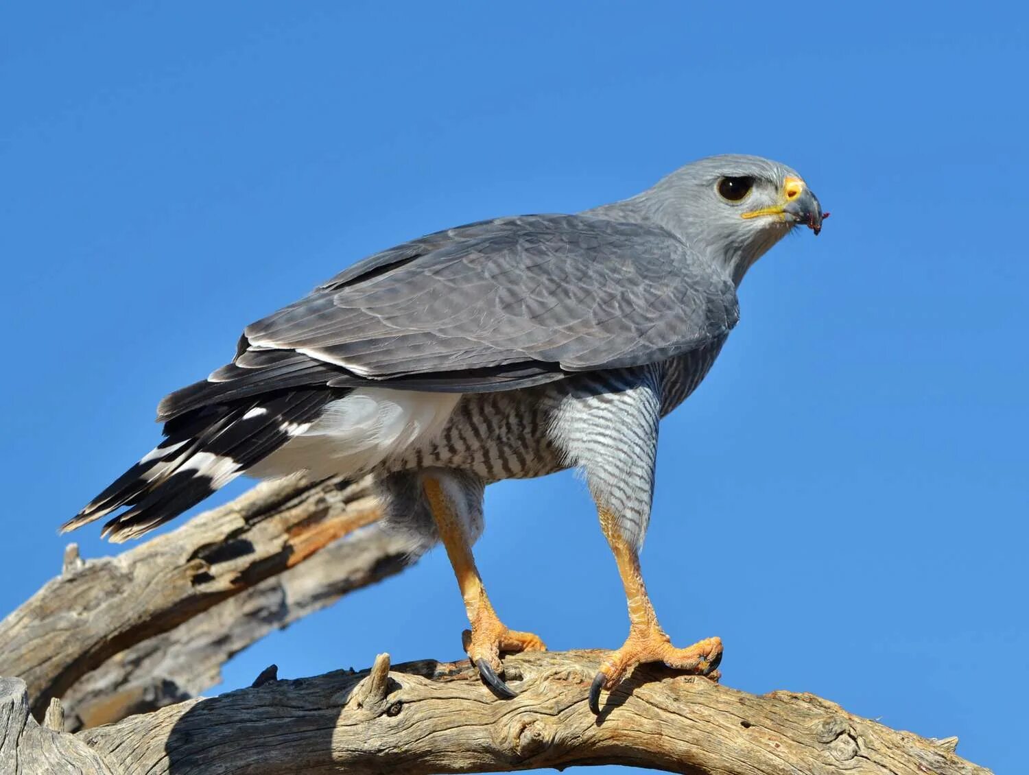Grey hawk. Grey hawk. Крупная птица с серыми крыльями. Grey hawk. Gray hawk diet.