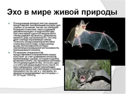 Частота летучих мышей