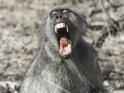 Scary baboon