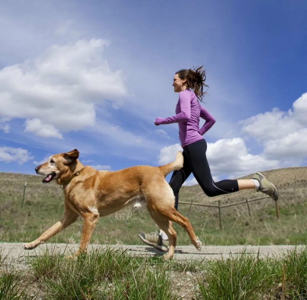 Тренировка собак. Дрессировщик собак. Собаки любовь занимается с человеком. Собаки занимаются с человеком. Близость с животными.