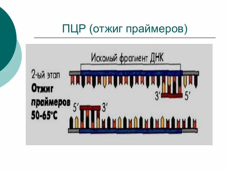Полимеразная цепная реакция схема. Полимеразная цепная реакция пцр принцип пцр. Вложенная полимеразная цепная реакция. Этап отжига пцр. Амплификация днк этапы.