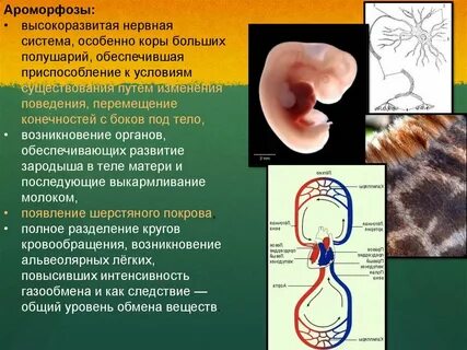 Ароморфозы кровеносной системы