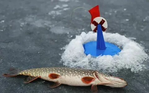 Количество жерлиц на одного рыболова 2023
