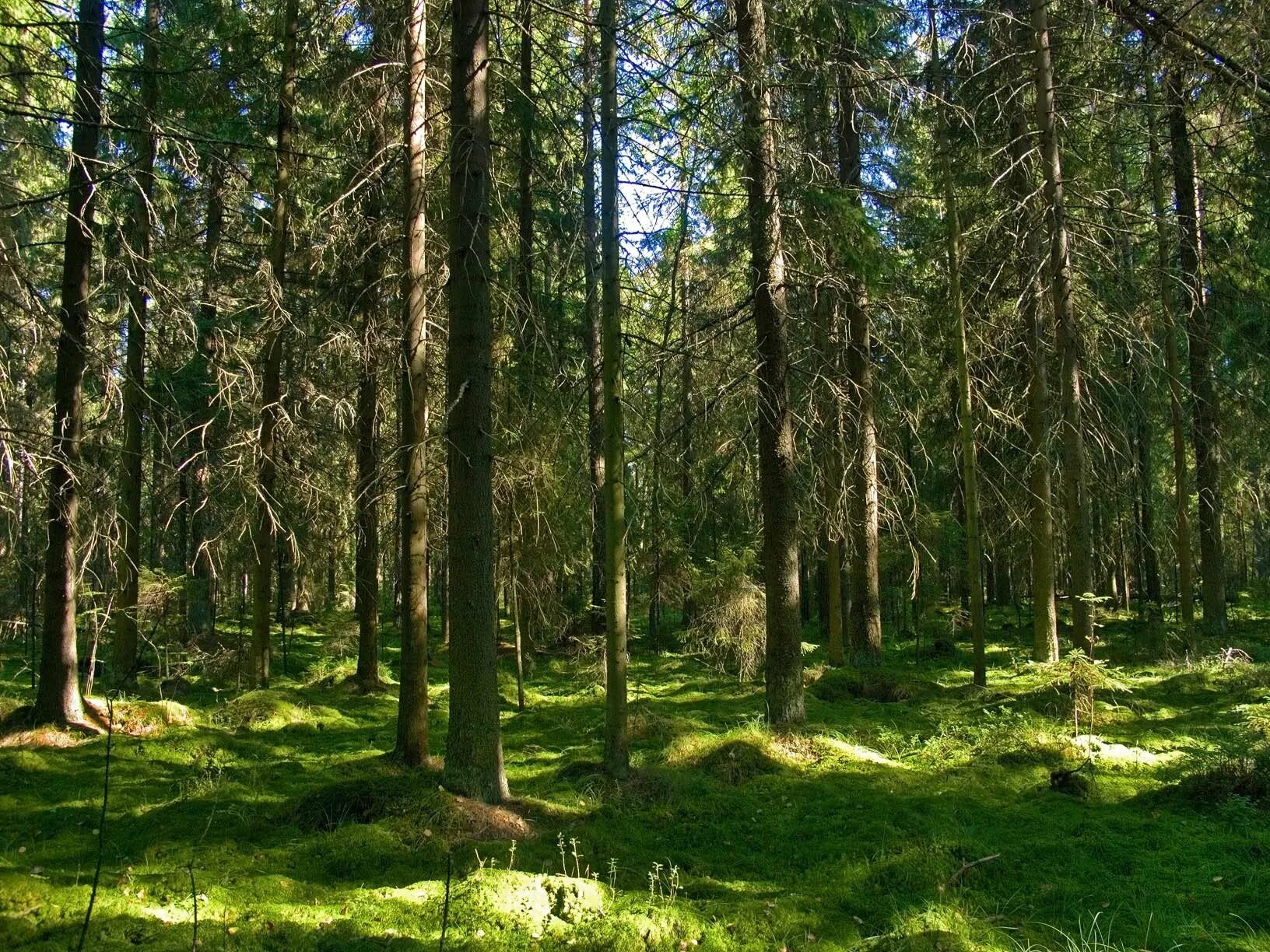 Растительные сообщества еловый лес сосновый лес. Хребтовское лесничество Красноярского края. Труднопроходимый хвойный лес. Сосновый Бор НЕПРОХОДИМЫЙ. Русские еловые леса.