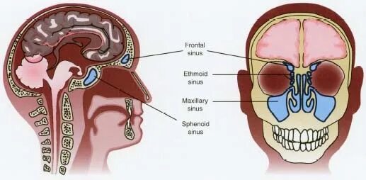 Нос и головной мозг. Пазухи головного мозга. Пазухи головы мозга.