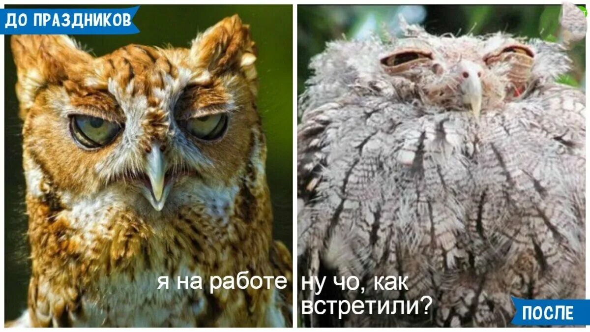 Подборка уморительных семейных мемов: такие разные бабушки и готовка на большую 