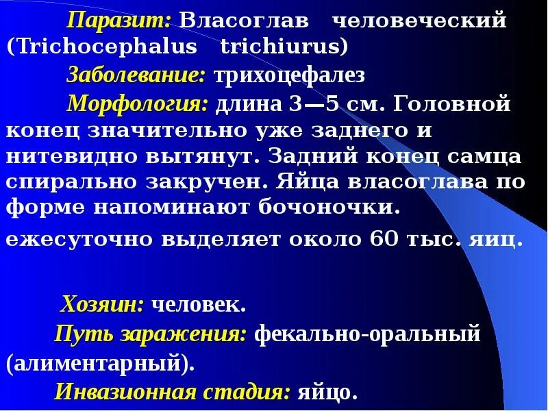 Власоглав Trichocephalus Trichiurus. Власоглав человеческий морфология. Власоглав человеческий (Trichocephalus Trichiurus).