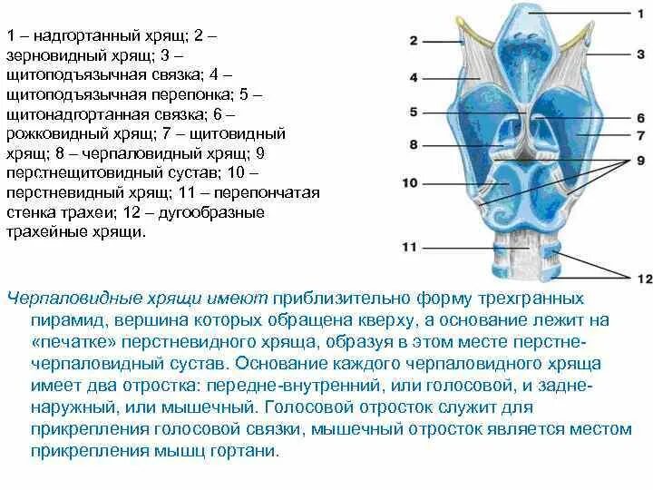 Лечение голосовых связок. Хрящи гортани.функция надгортанника. Надгортанный хрящ строение и функции. Мышечный отросток черпаловидного хряща.