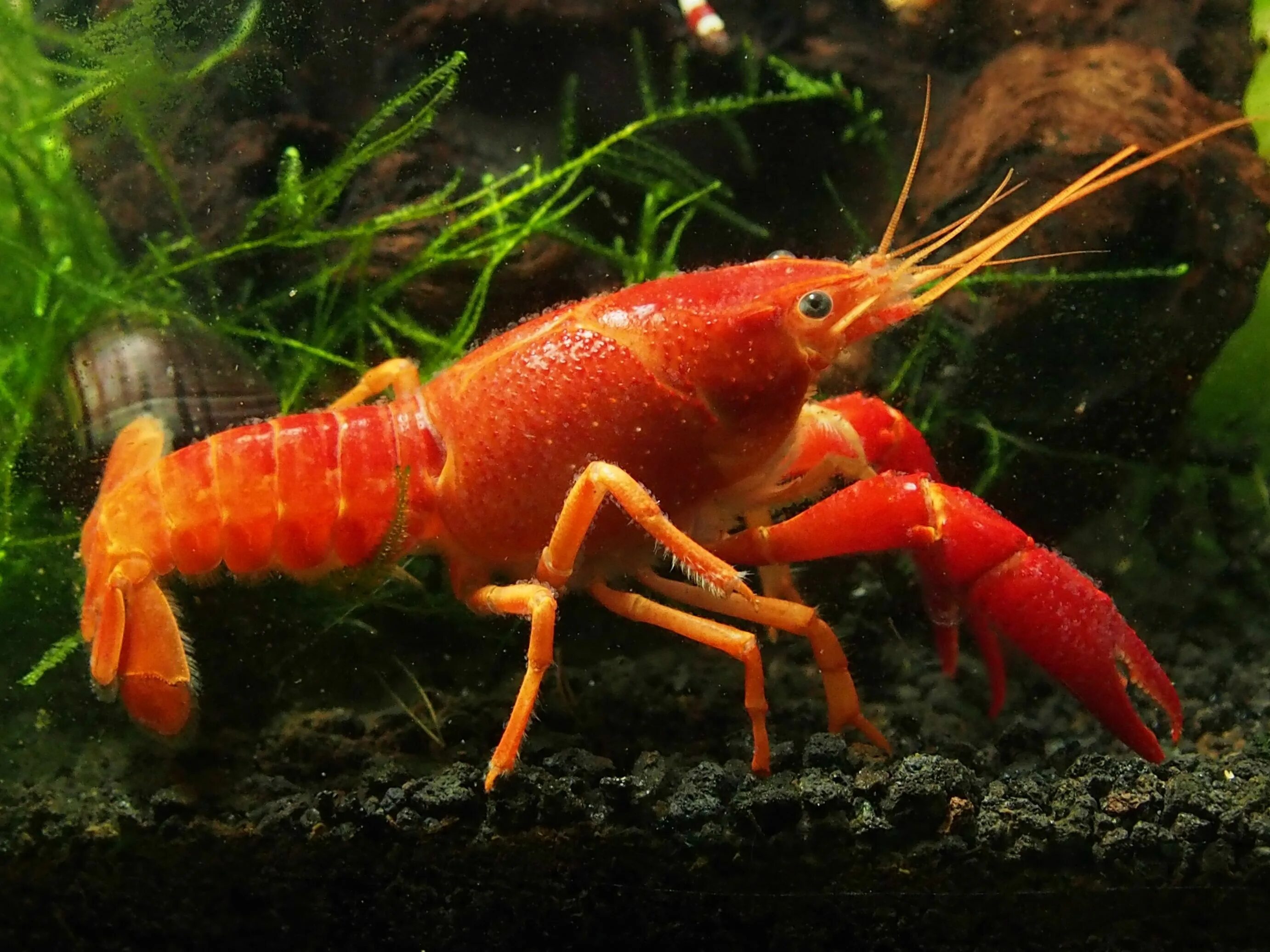 Procambarus clarkii. Красный Флоридский краб. Аквариумные лобстеры. Ракообразные в аквариуме. Рак виды животных