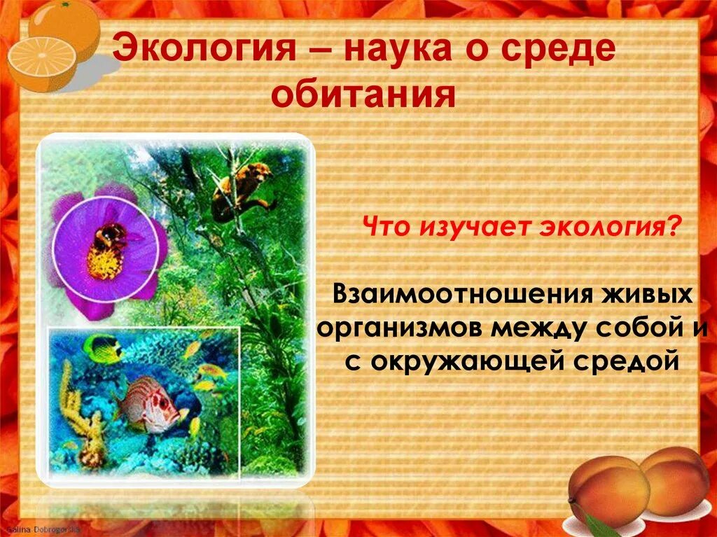 Какая наука изучает взаимоотношения живых. Что изучает экология. взаимоотношения живых организмов между собой и с окружающей средой. экология это наука изучающая. что изучает экология экология.