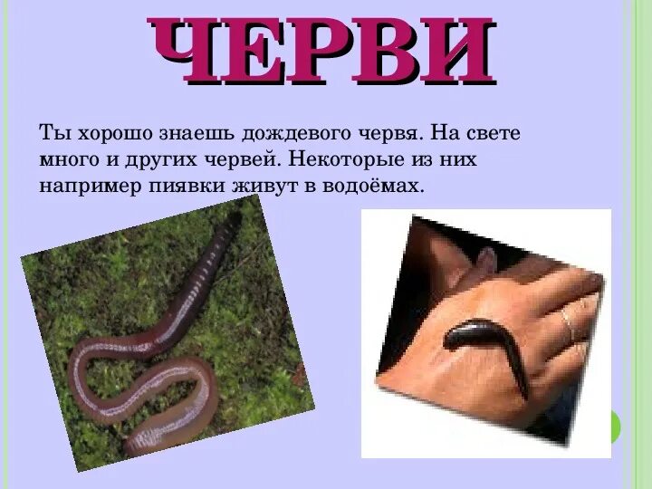 К какой группе относится дождевой червь. Червь относится к группе. Дождевые черви являются. Червь относится к группе. Червь относится к группе.