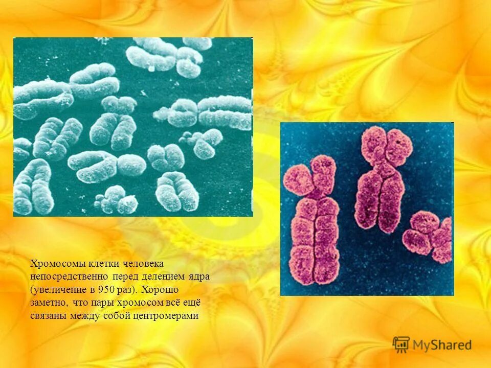перед делением ядра хромосомы. хромосомы в клетке человека. хромосомы в клетке. строение хромосомы перед делением. где находятся хромосомы.