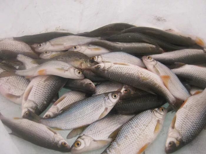 обь рыба какая. речные рыбы оби. рыбы реки обь. рыбы реки обь новосибирской области. рыбы которые обитают на иртыше.