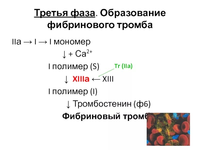 Образование фибринового тромба. Этапы образования фибринового сгустка. Образование фибринового тромба 3 фазы. Формирование фибринового тромба. Этапы образования фибринового тромба.