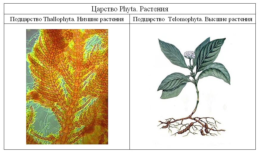 Низшие растения 4 класс