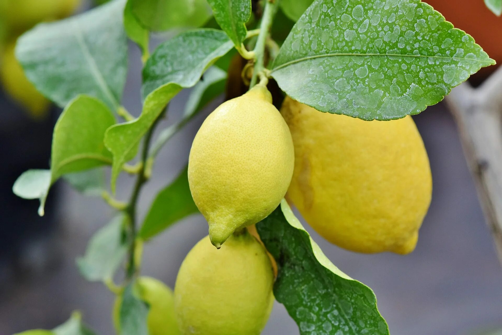 Лимон растет в россии. Цитрус лимон дерево. Lemon Citrus Limon Италия. Дерево лимон (Cítrus Límon). Ветка лимона.