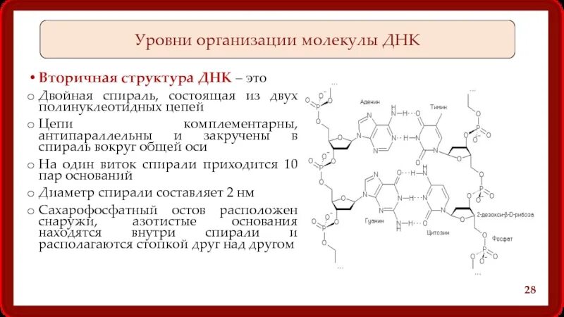 Вторичная цепь днк. Вторичная структура ДНК. Вторичня структурарнк. Стуткруа вторичная ДНК. Вторичная структура ДНК связи.