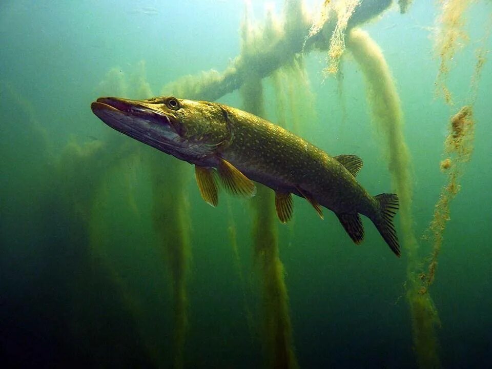 Щука плавает в воде. Щука Esox Lucius. Обыкновенная щука (Esox Lucius). Щука Енисейская. Аквитанская щука.