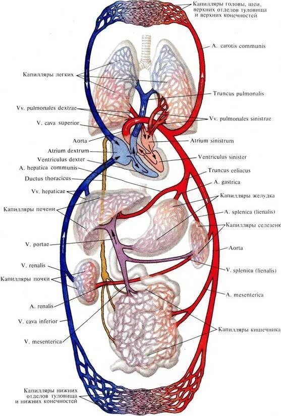 Большой и малый круги кровообращения у человека анатомия. Сосуды малого круга кровообращения анатомия схема. Большой круг кровообращения анатомия схема. Круги кровообращения сердца человека малый и большой.