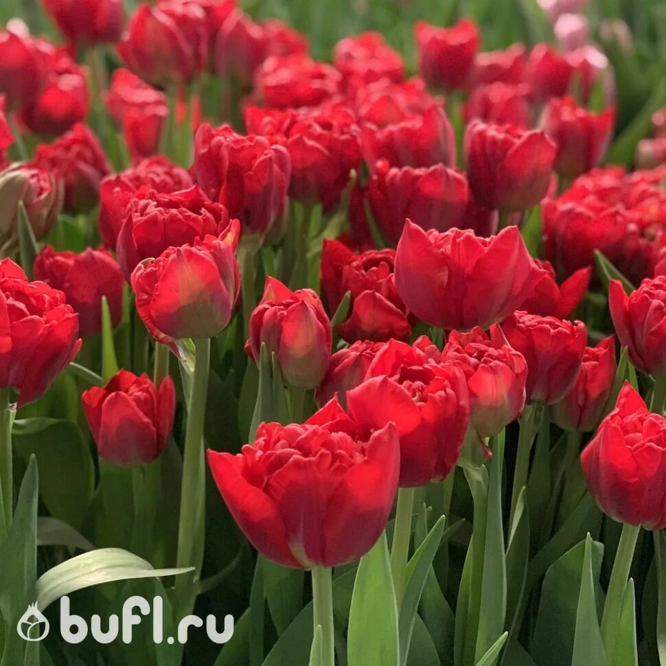 Тюльпан Scarlet Verona (луковицы) bufl.ru