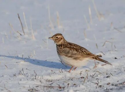 Жаворонок зимующая птица