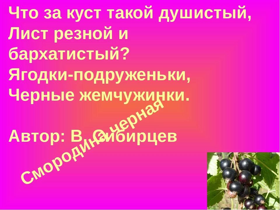 Песня про черную смородину. Загадка про смородину. Стихи о смородине. Загадка о смородине. Загадка про черную смородину.